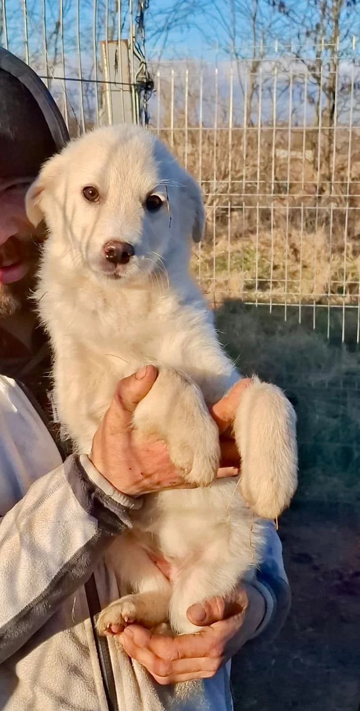 Rani, female Mixed Breed for adoption at Glueckshunde