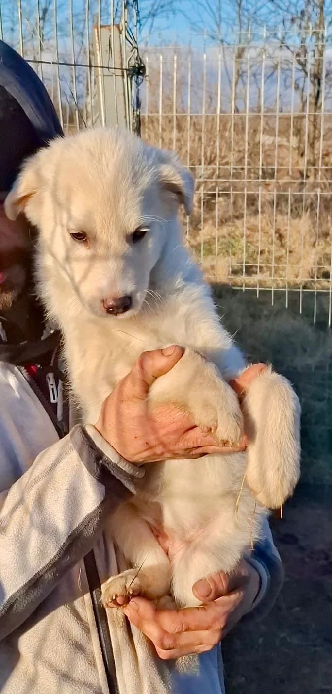 Rani, female Mixed Breed for adoption at Glückshunde Schweiz, Glueckshunde photo 2