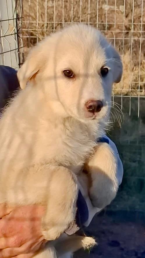 Rani, female Mixed Breed for adoption at Glückshunde Schweiz, Glueckshunde photo 3