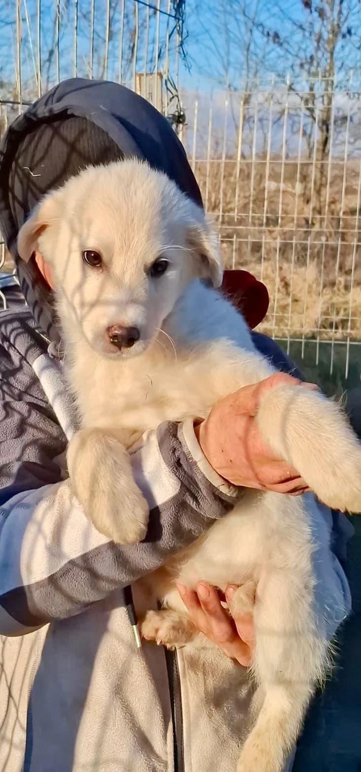 Rani, female Mixed Breed for adoption at Glückshunde Schweiz, Glueckshunde photo 4