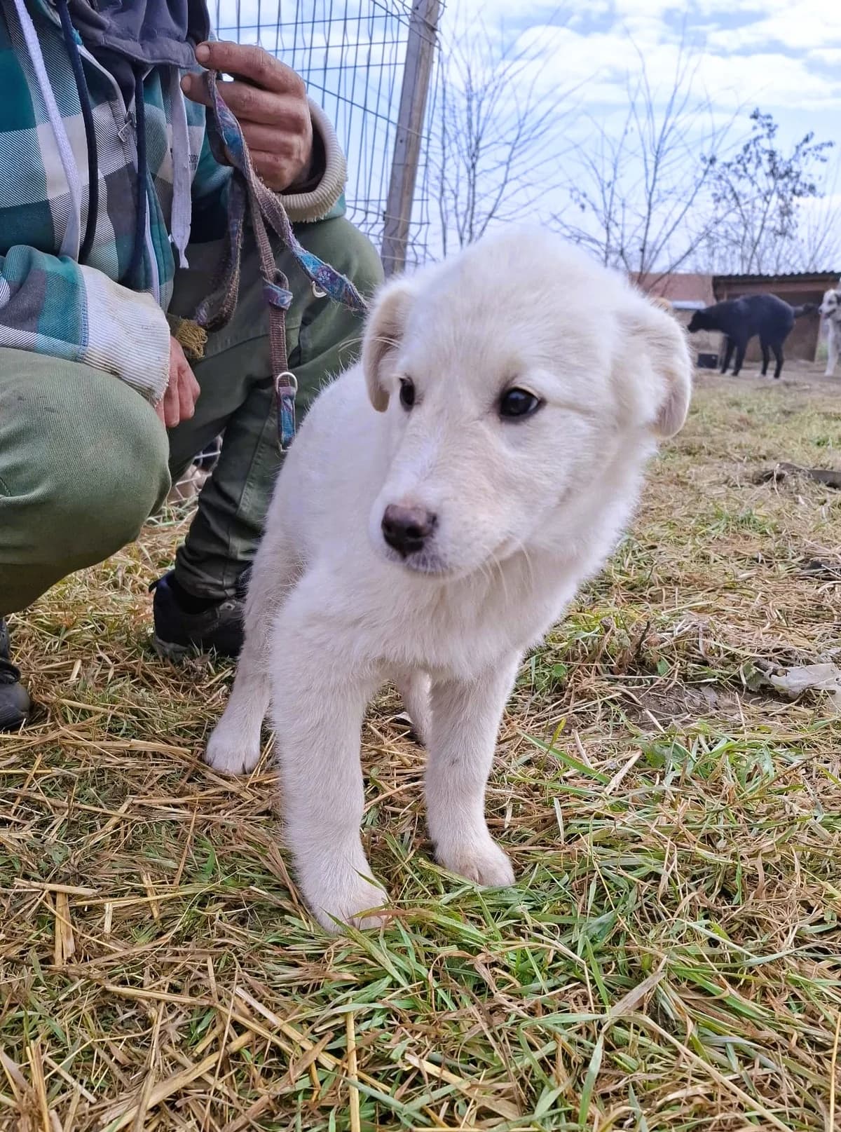 Rani, female Mixed Breed for adoption at Glückshunde Schweiz, Glueckshunde photo 5