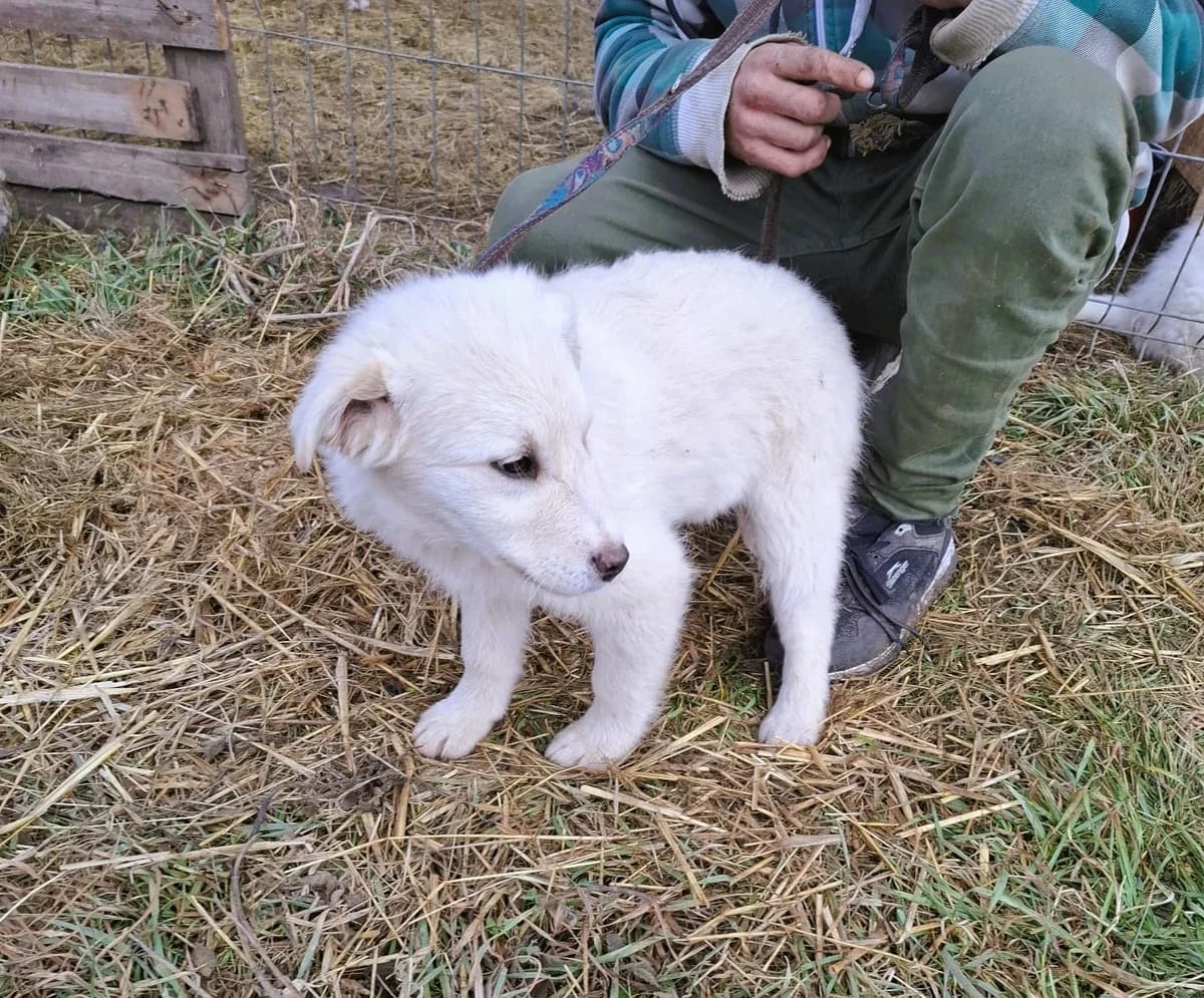 Rani, female Mixed Breed for adoption at Glückshunde Schweiz, Glueckshunde photo 6