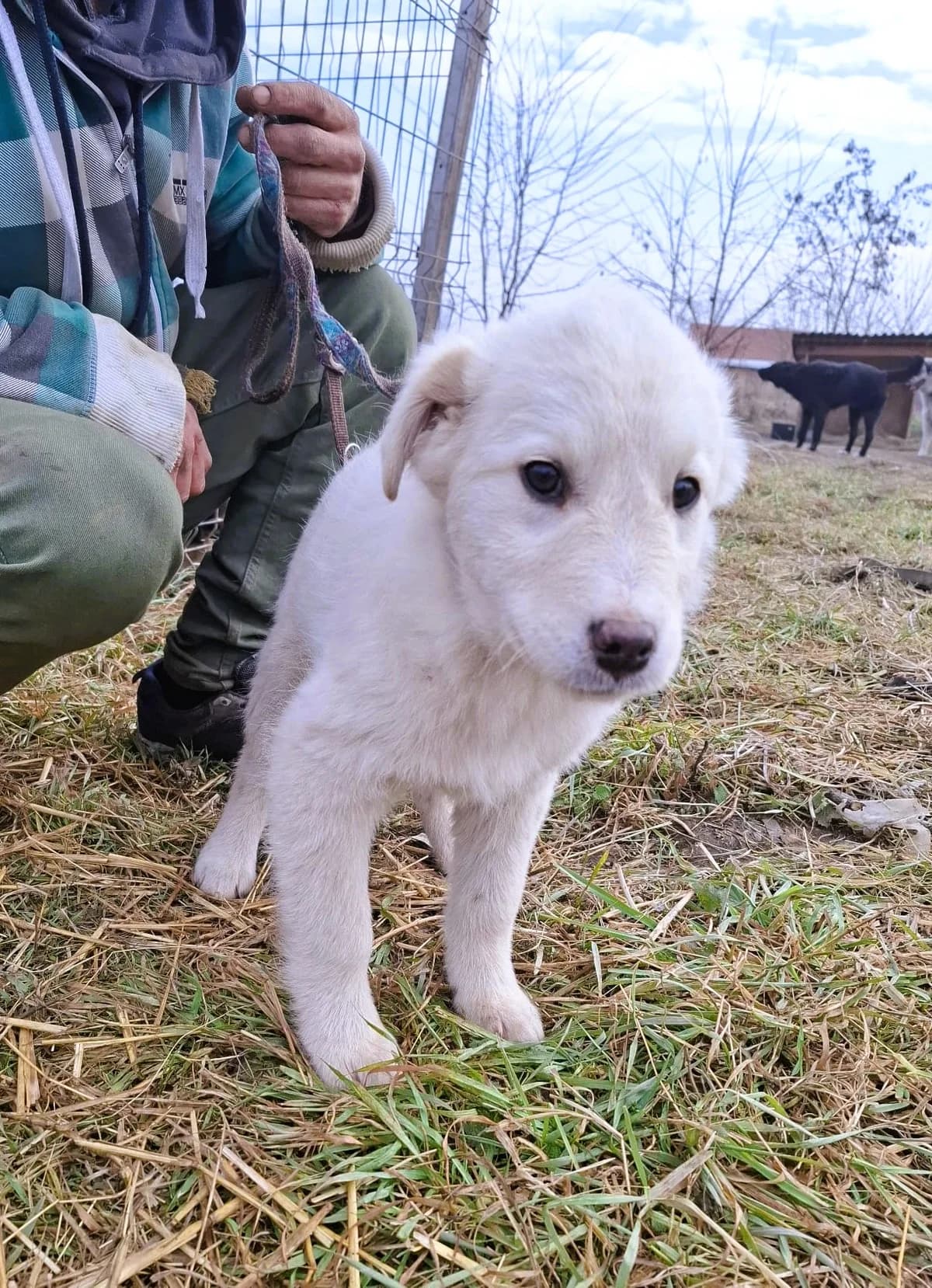 Rani, female Mixed Breed for adoption at Glückshunde Schweiz, Glueckshunde photo 7