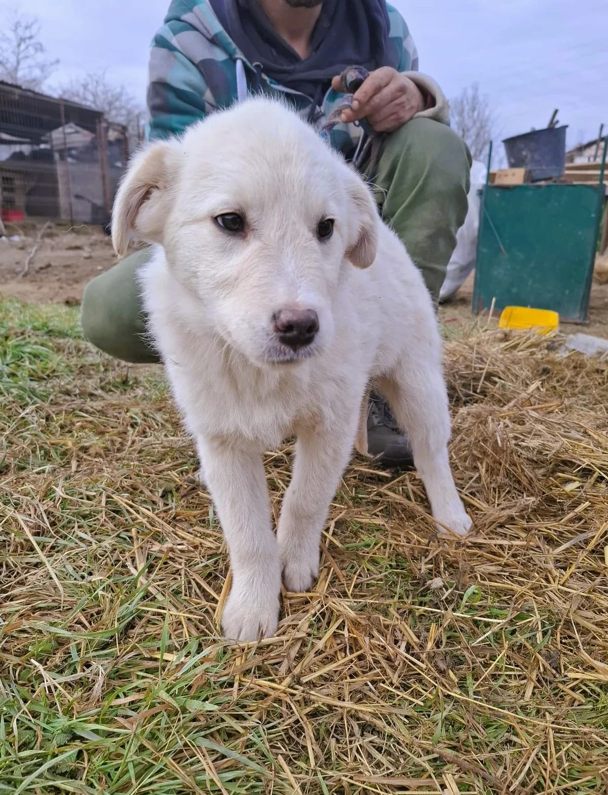 Rani, female Mixed Breed for adoption at Glückshunde Schweiz, Glueckshunde photo 8