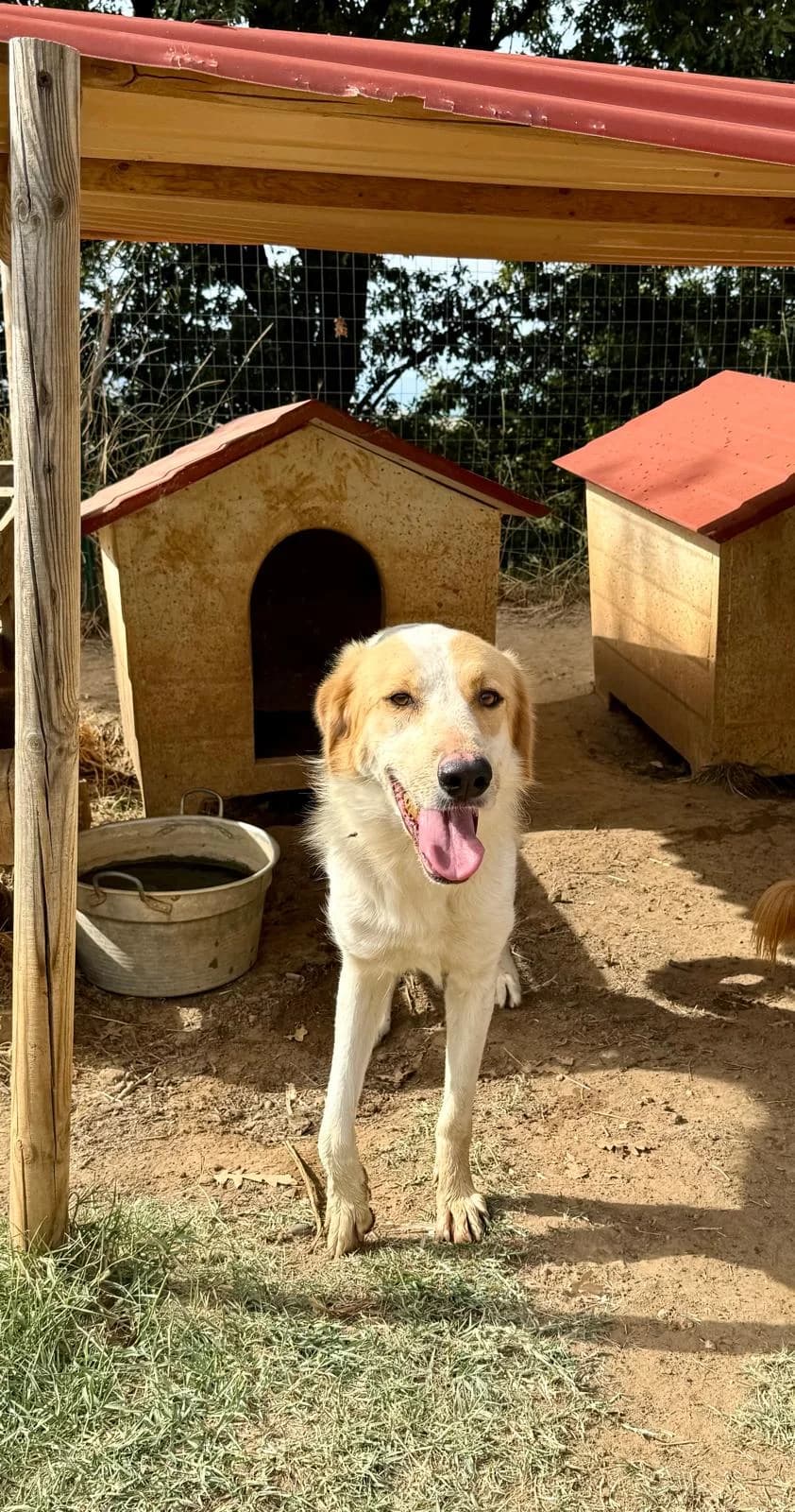 Runa, female 3yo Mixed Breed for adoption at Glückshunde Schweiz, Glueckshunde