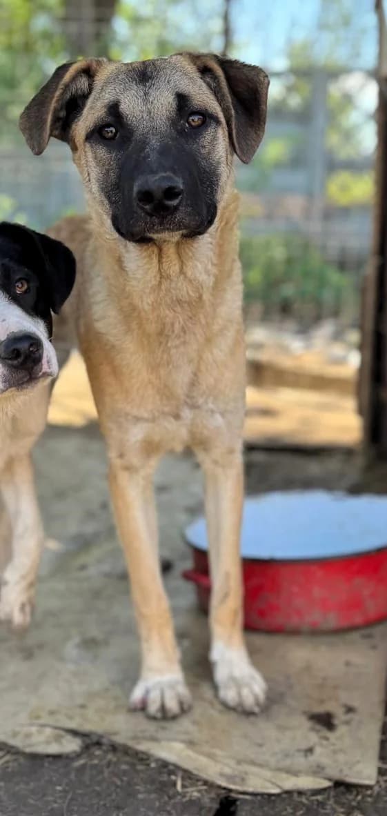Salli, female Mixed Breed for adoption at Glueckshunde