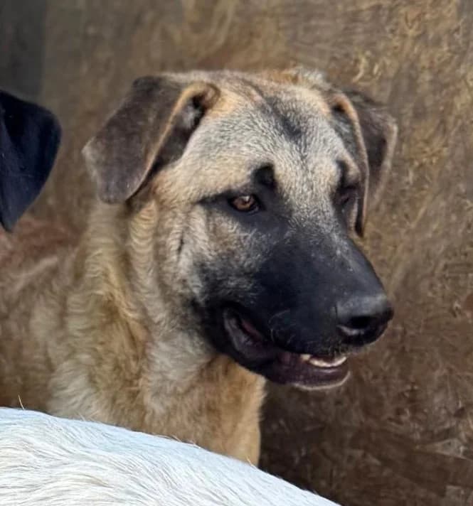 Salli, female Mixed Breed for adoption at Glückshunde Schweiz, Glueckshunde photo 2