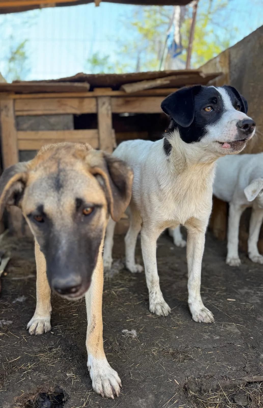 Salli, female Mixed Breed for adoption at Glückshunde Schweiz, Glueckshunde photo 4