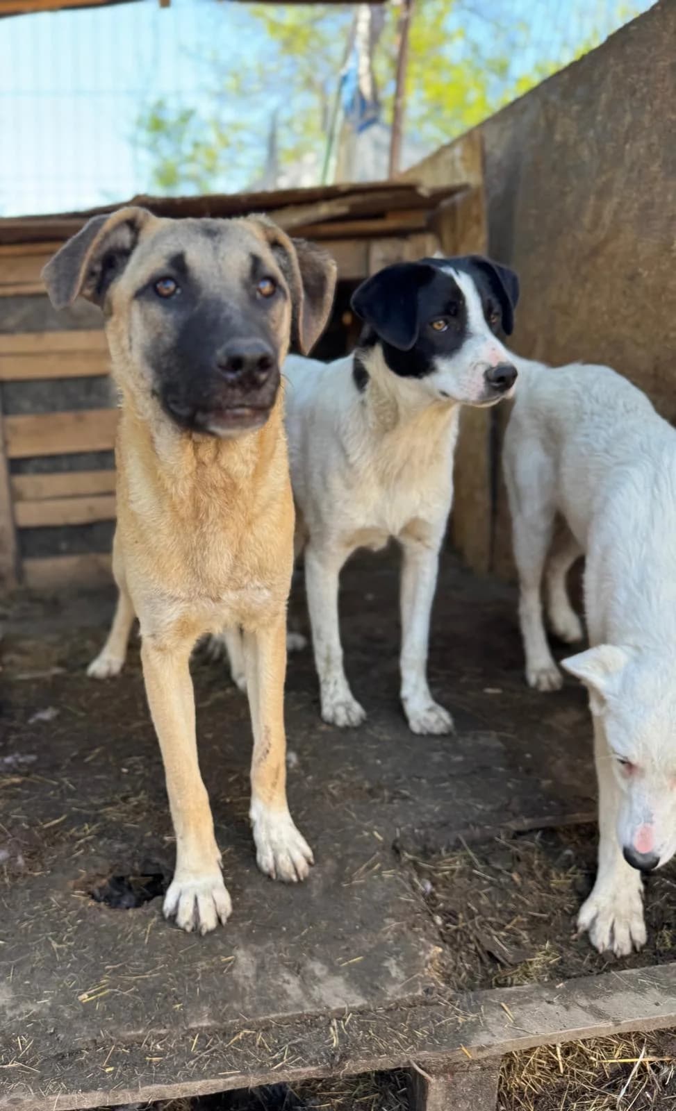 Salli, female Mixed Breed for adoption at Glückshunde Schweiz, Glueckshunde photo 5