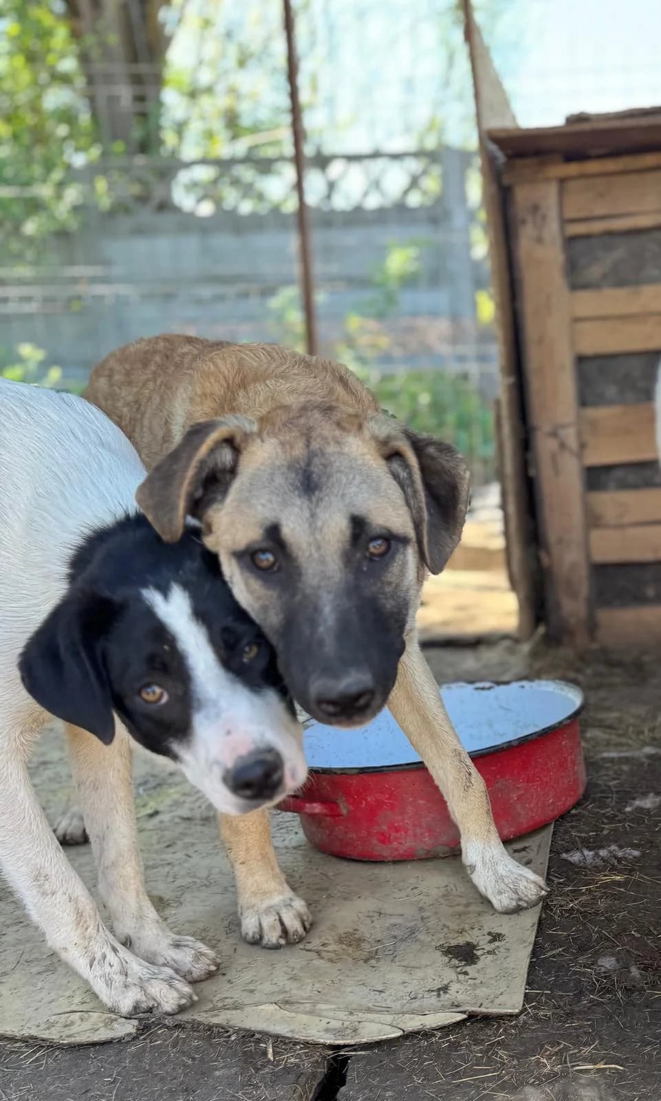 Salli, female Mixed Breed for adoption at Glückshunde Schweiz, Glueckshunde photo 6