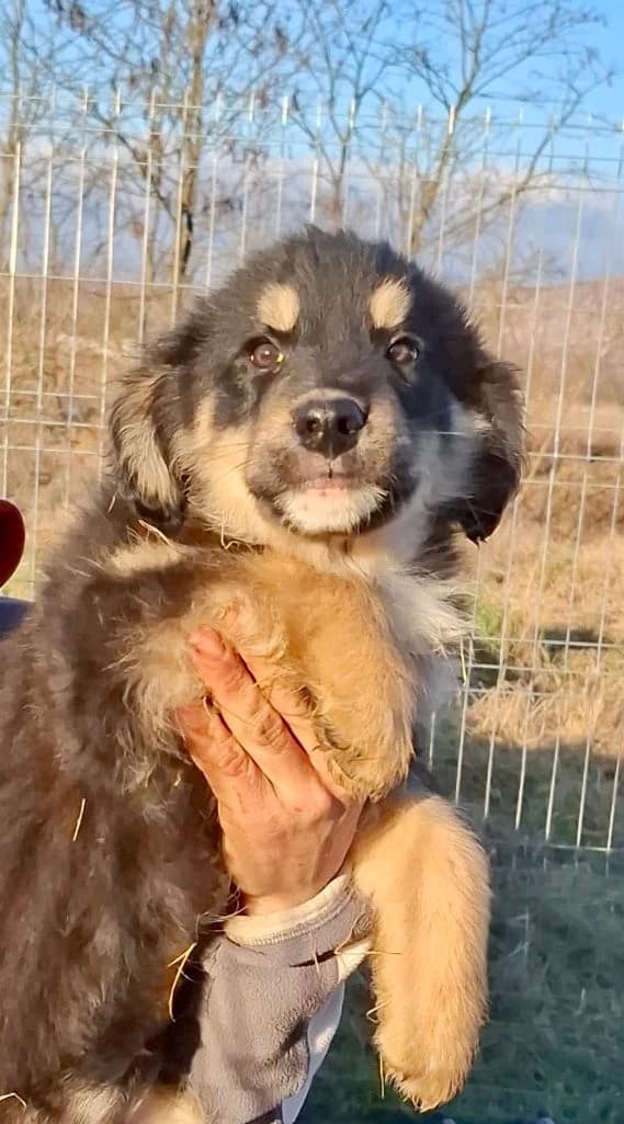 Sina, female young Mixed Breed for adoption at Glückshunde Schweiz, Glueckshunde