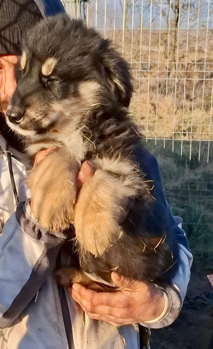 Sina, female Mixed Breed for adoption at Glückshunde Schweiz, Glueckshunde photo 2