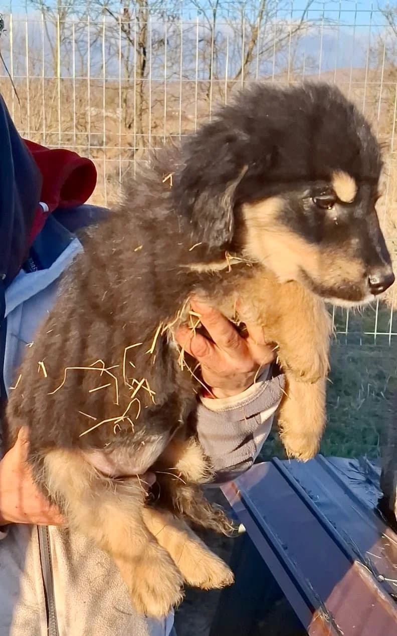 Sina, female Mixed Breed for adoption at Glückshunde Schweiz, Glueckshunde photo 3