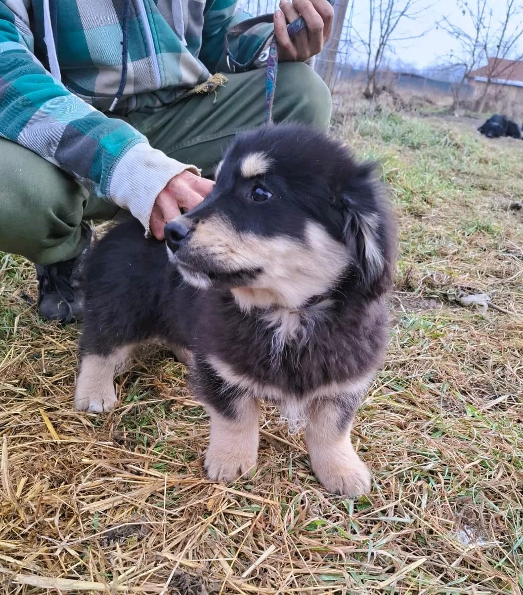 Sina, female Mixed Breed for adoption at Glückshunde Schweiz, Glueckshunde photo 4