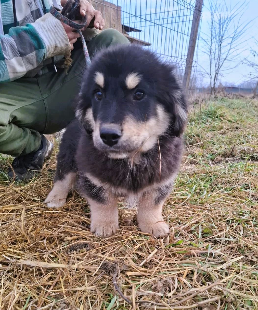 Sina, female Mixed Breed for adoption at Glückshunde Schweiz, Glueckshunde photo 5