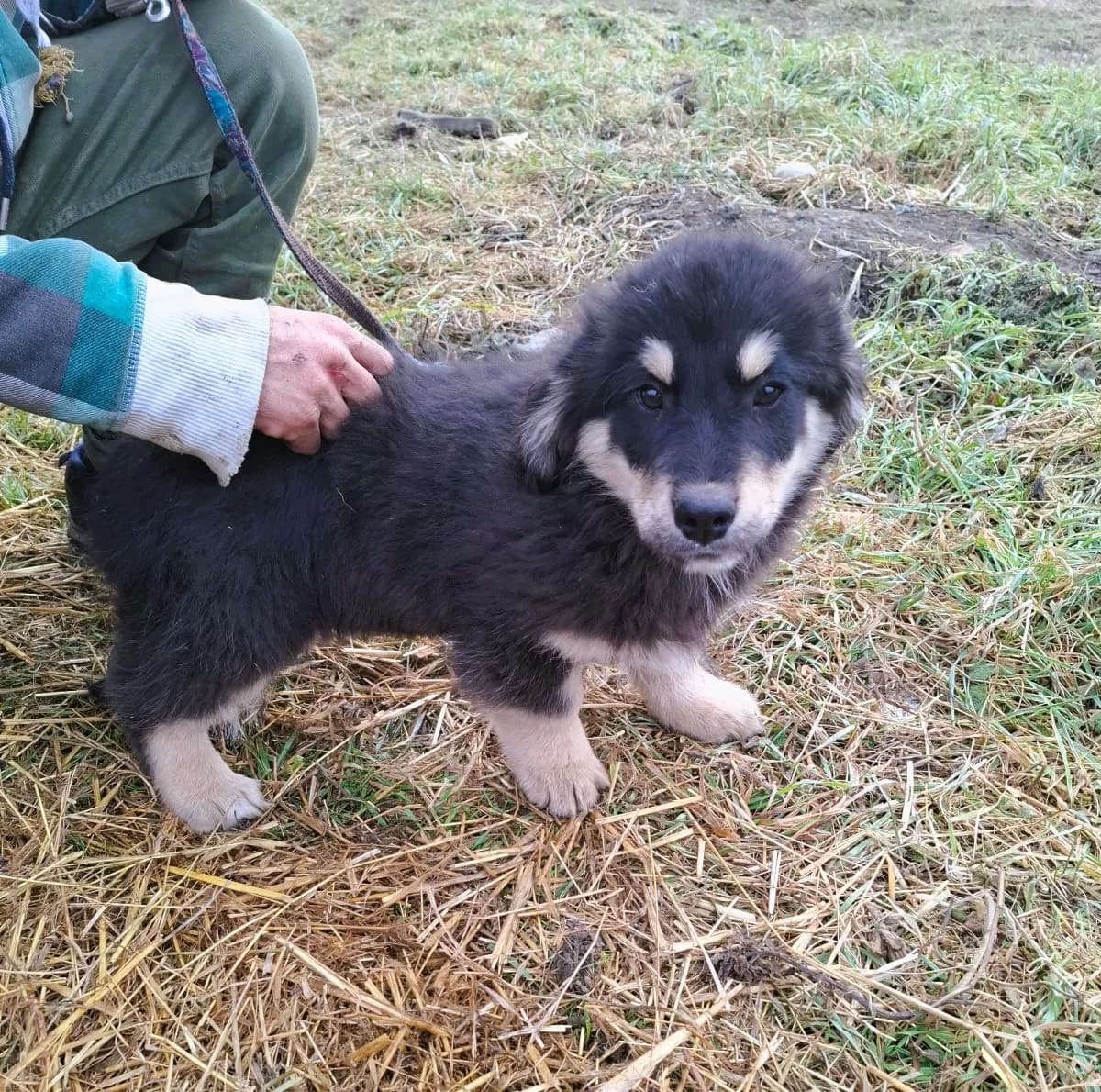 Sina, female Mixed Breed for adoption at Glückshunde Schweiz, Glueckshunde photo 6