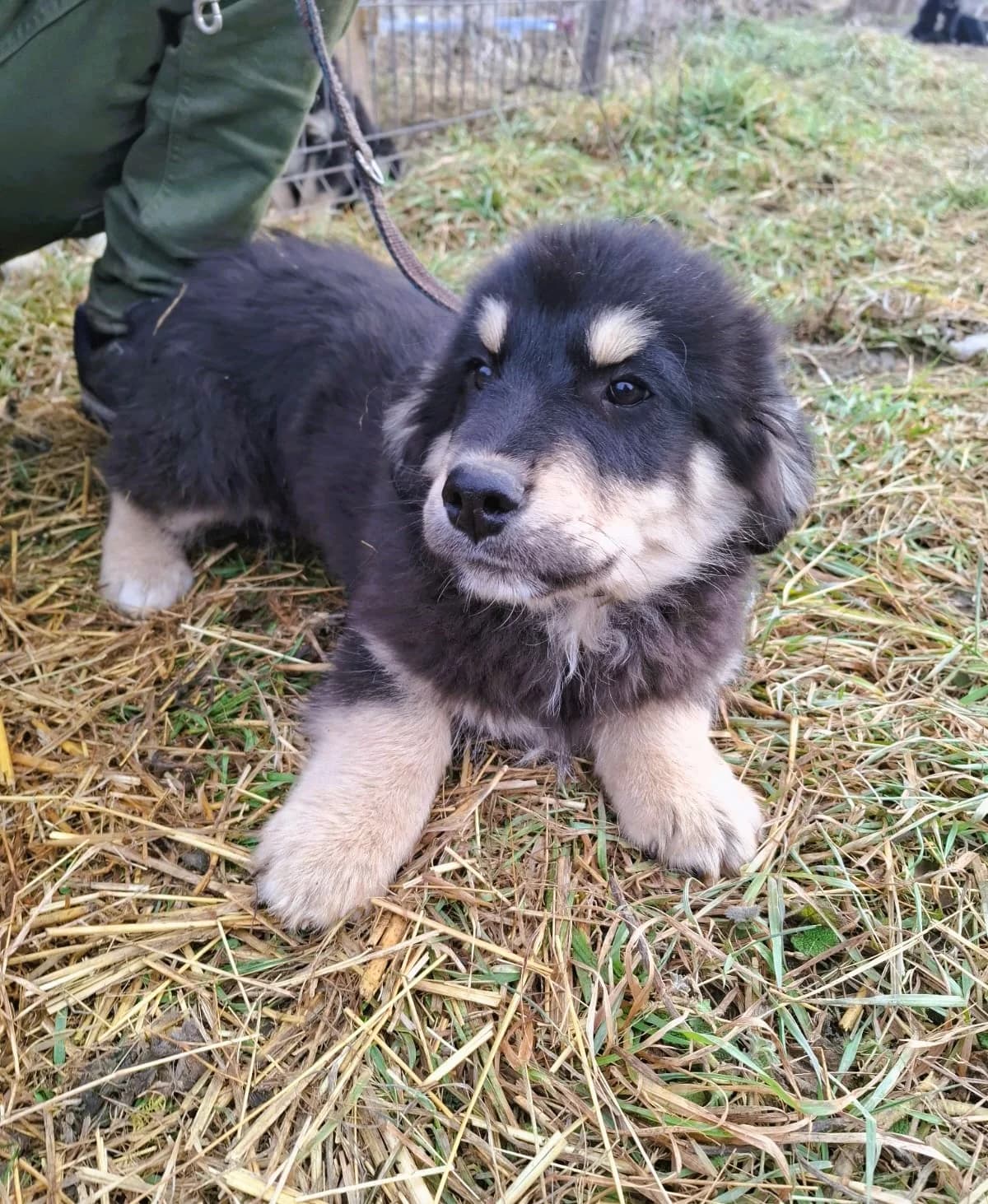 Sina, female Mixed Breed for adoption at Glückshunde Schweiz, Glueckshunde photo 7