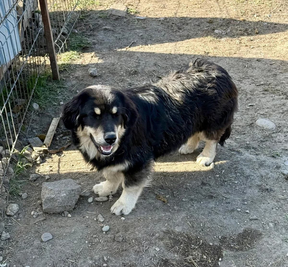 Sina, female Mixed Breed for adoption at Glückshunde Schweiz, Glueckshunde photo 8
