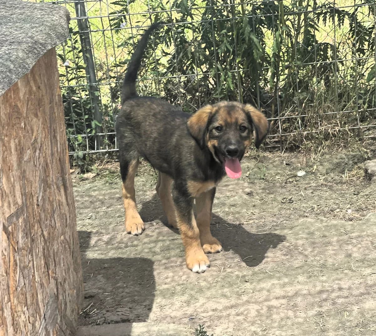 Sky, male young Mixed Breed for adoption at Glückshunde Schweiz, Glueckshunde