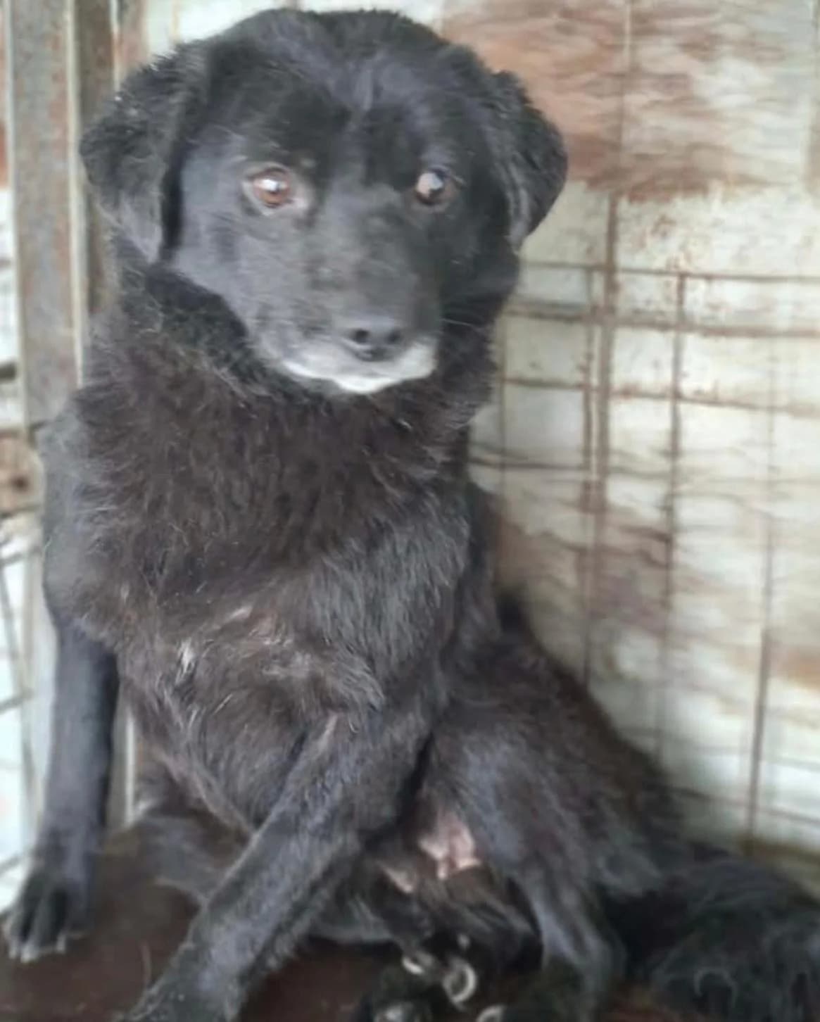 Sophia Maria, female 6yo Mixed Breed for adoption at Glückshunde Schweiz, Glueckshunde