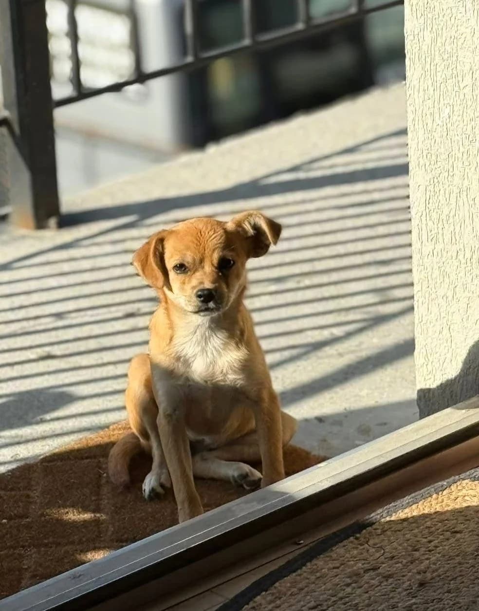 Stina, female young Mixed Breed for adoption at Glückshunde Schweiz, Glueckshunde