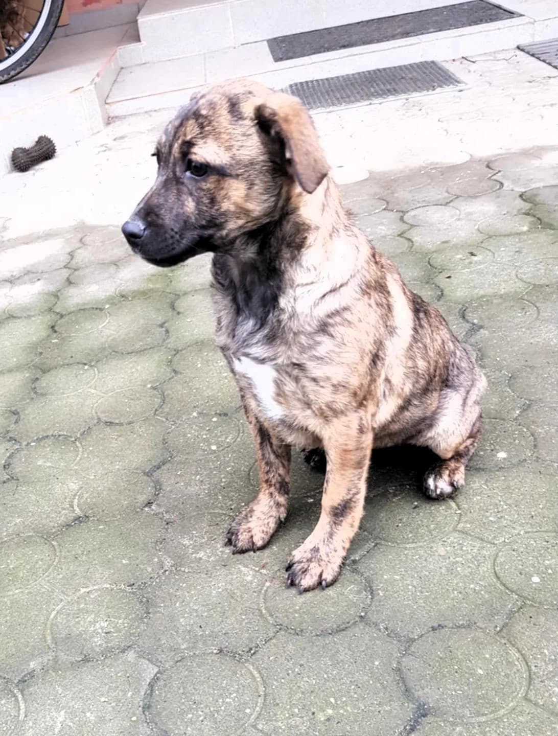 Sury, female puppy Mixed Breed for adoption at Glückshunde Schweiz, Glueckshunde