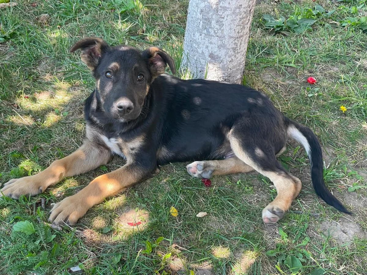 Tutu, male puppy Mixed Breed for adoption at Glückshunde Schweiz, Glueckshunde