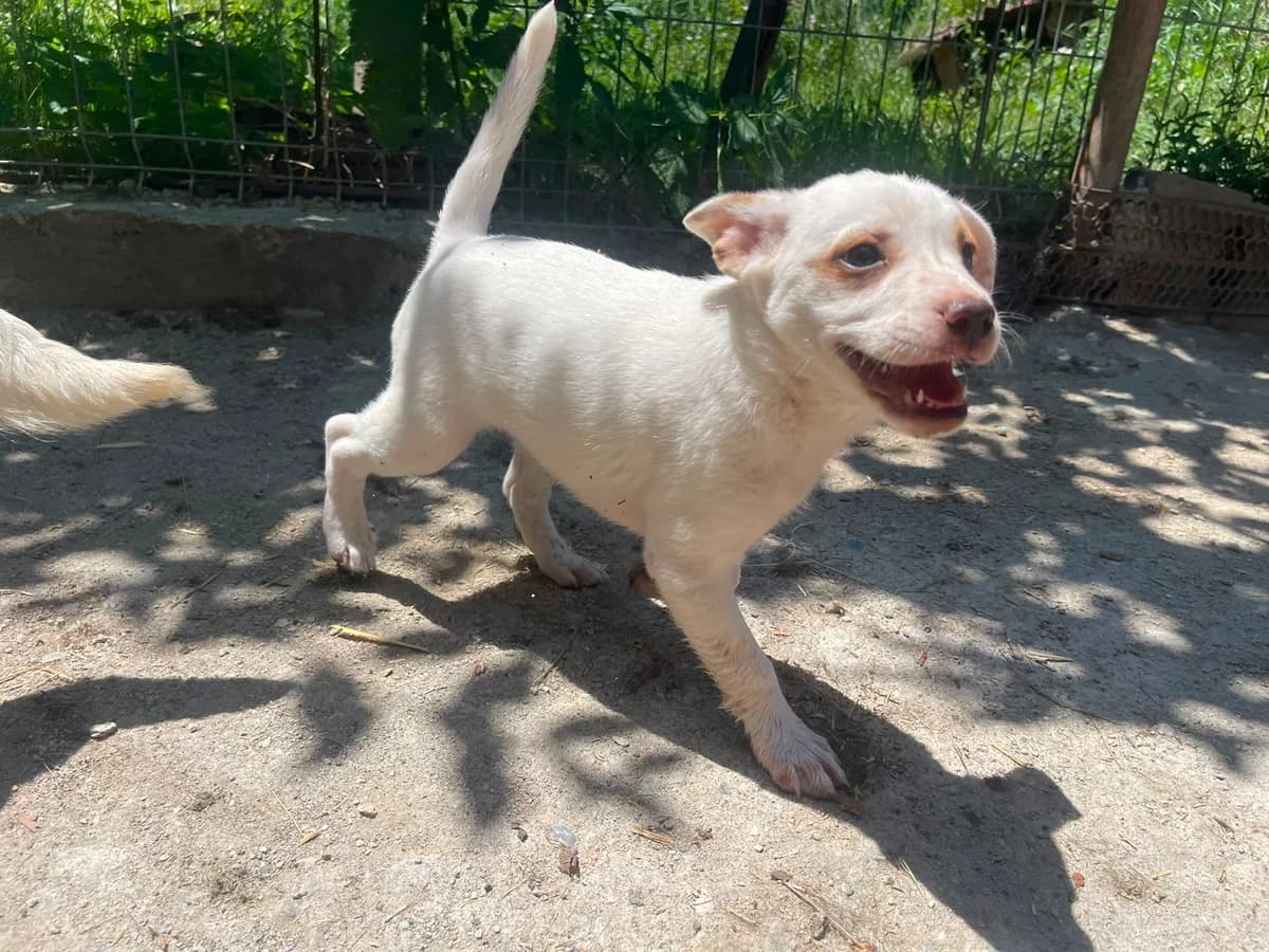 Vale, Mixed Breed (Glückshunde Schweiz)