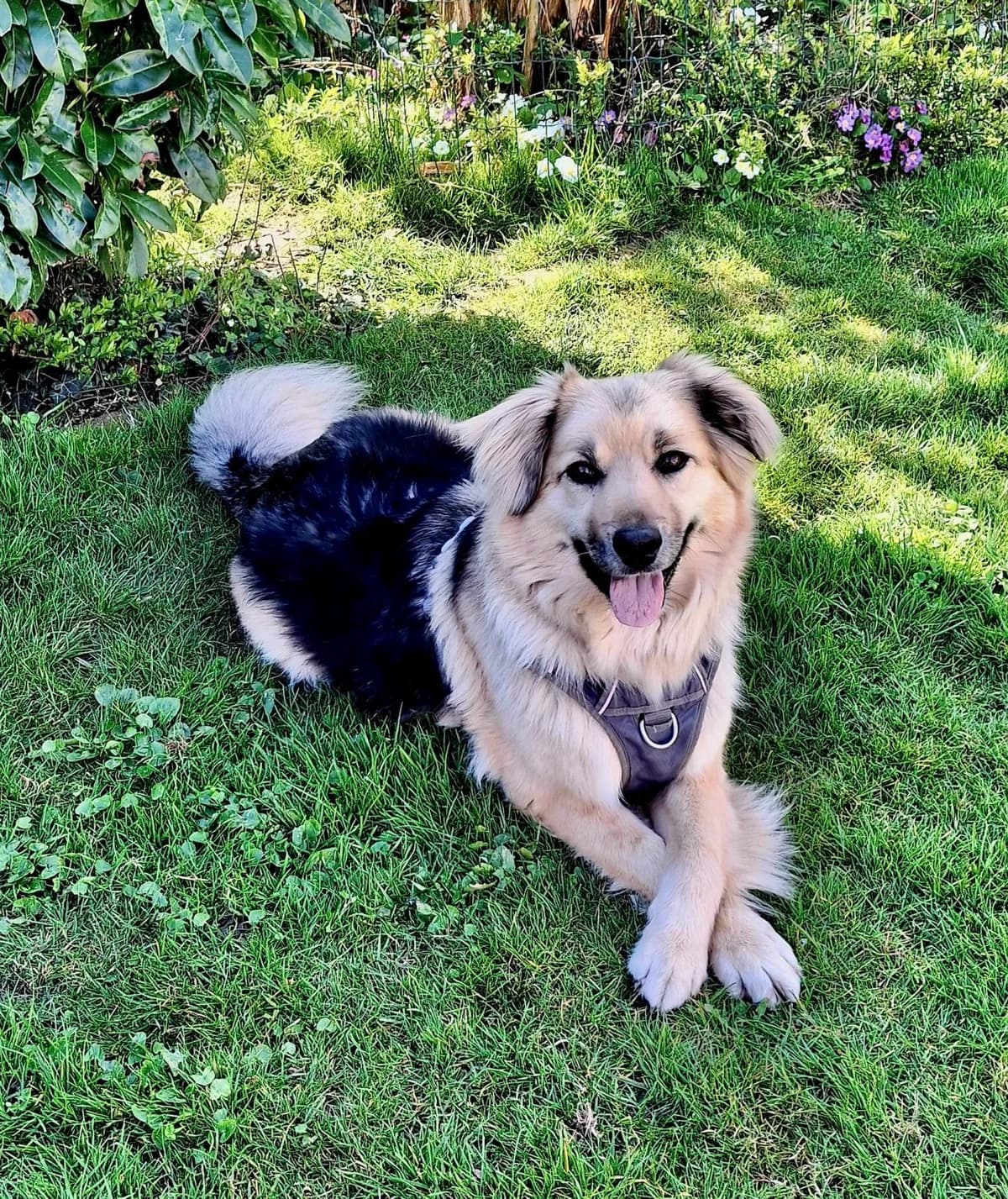 KALEA, female Mixed Breed for adoption at Heart For Montis