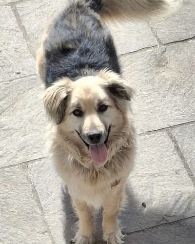 KALEA, female Mixed Breed for adoption at Heart for Montis, Heart For Montis photo 2