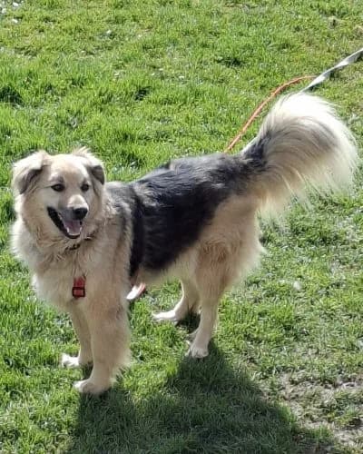 KALEA, female Mixed Breed for adoption at Heart for Montis, Heart For Montis photo 3