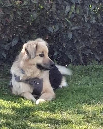 KALEA, female Mixed Breed for adoption at Heart for Montis, Heart For Montis photo 4