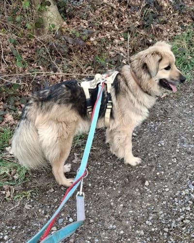 KALEA, female Mixed Breed for adoption at Heart for Montis, Heart For Montis photo 5