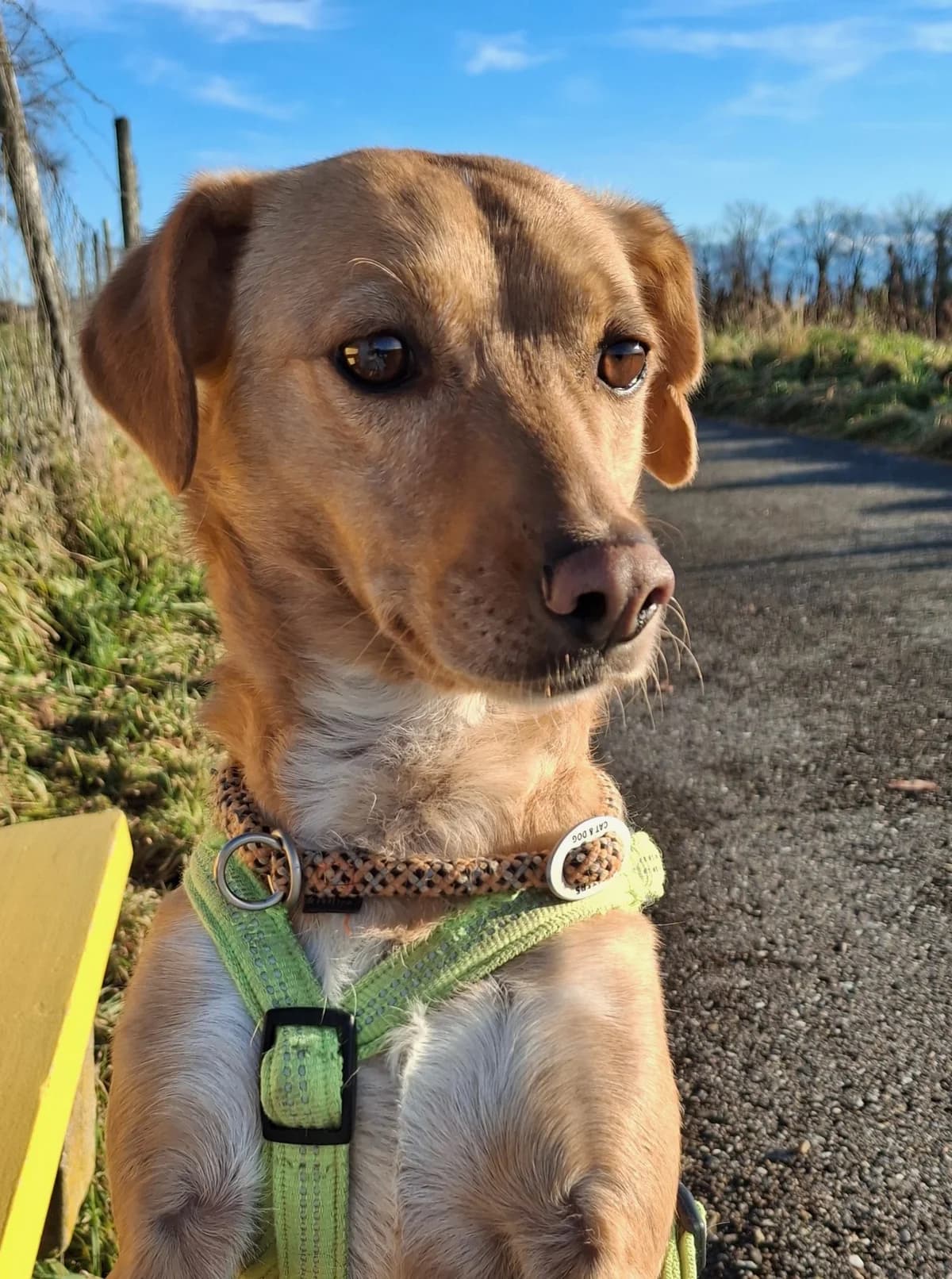 Nala, female Mixed Breed for adoption at Heart For Montis