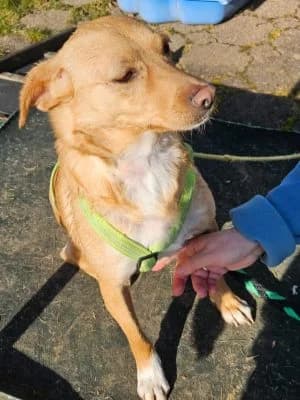 Nala, female Mixed Breed for adoption at Heart for Montis, Heart For Montis photo 2