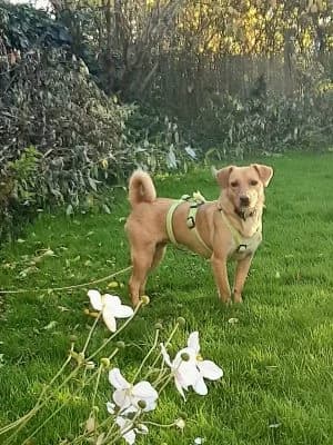 Nala, female Mixed Breed for adoption at Heart for Montis, Heart For Montis photo 3