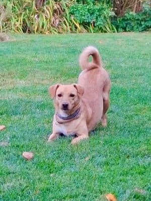 Nala, female Mixed Breed for adoption at Heart for Montis, Heart For Montis photo 4