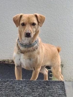 Nala, female Mixed Breed for adoption at Heart for Montis, Heart For Montis photo 5