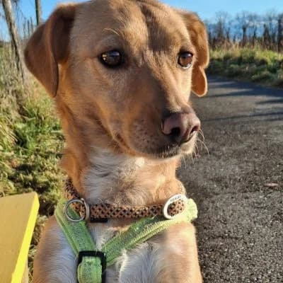 Nala, female Mixed Breed for adoption at Heart for Montis, Heart For Montis photo 6