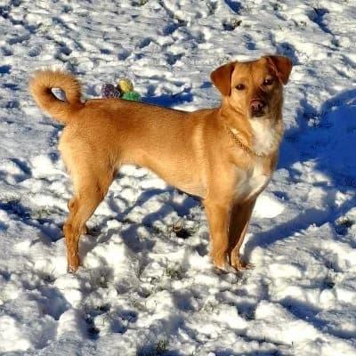 Nala, female Mixed Breed for adoption at Heart for Montis, Heart For Montis photo 7