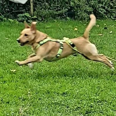 Nala, female Mixed Breed for adoption at Heart for Montis, Heart For Montis photo 8