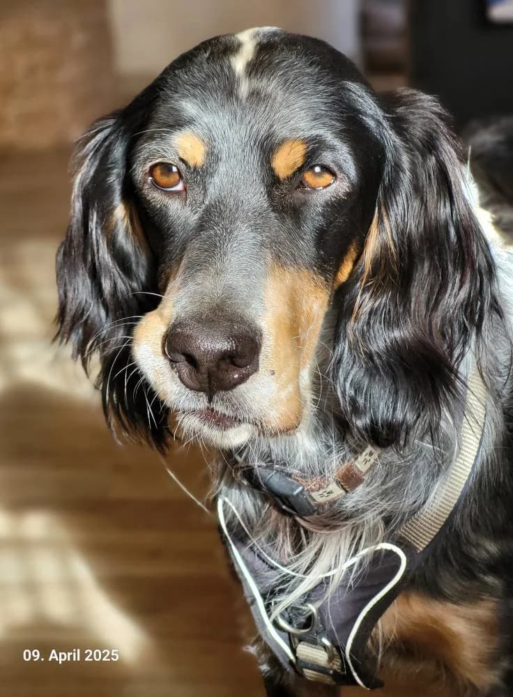 Nelson, weiss male 4yo English Setter for adoption at Heart for Montis, Heart For Montis