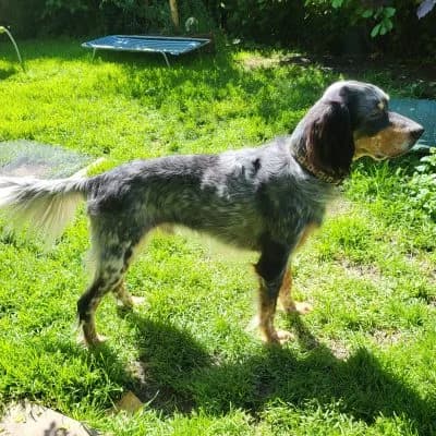 Nelson, male English Setter for adoption at Heart for Montis, Heart For Montis photo 2