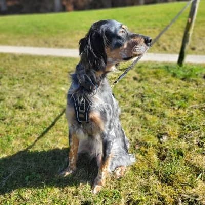 Nelson, male English Setter for adoption at Heart for Montis, Heart For Montis photo 3