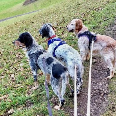 Nelson, male English Setter for adoption at Heart for Montis, Heart For Montis photo 4