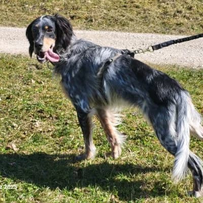 Nelson, male English Setter for adoption at Heart for Montis, Heart For Montis photo 5