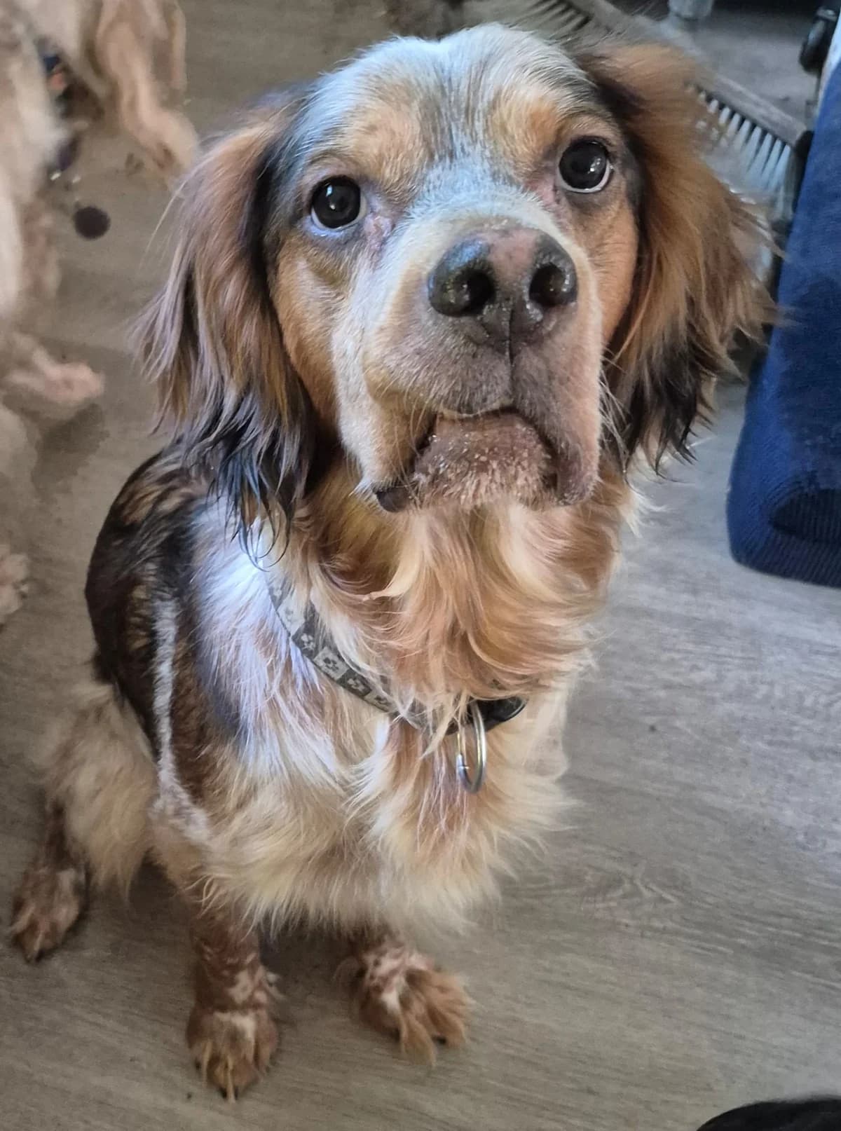 Nelson, English Setter (Heart for Montis)