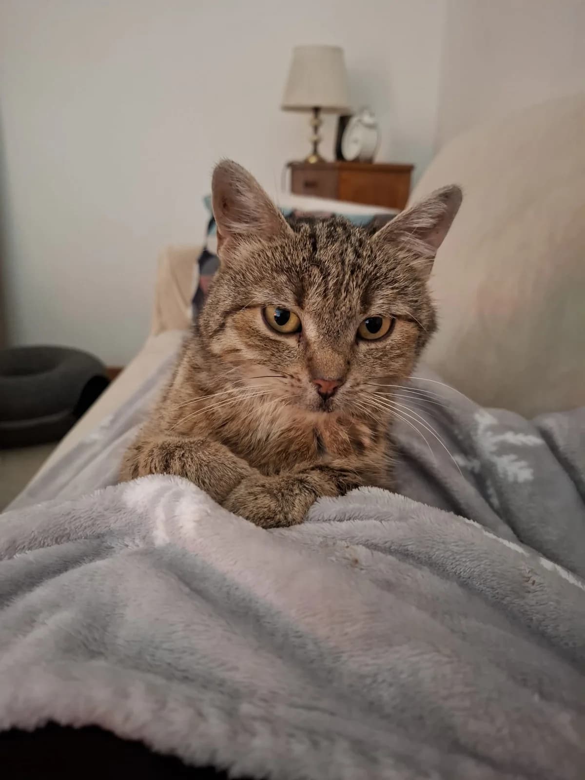 Aisha, female Mixed Breed for adoption at Hilf dem Tier, Hilf Dem Tier photo 2