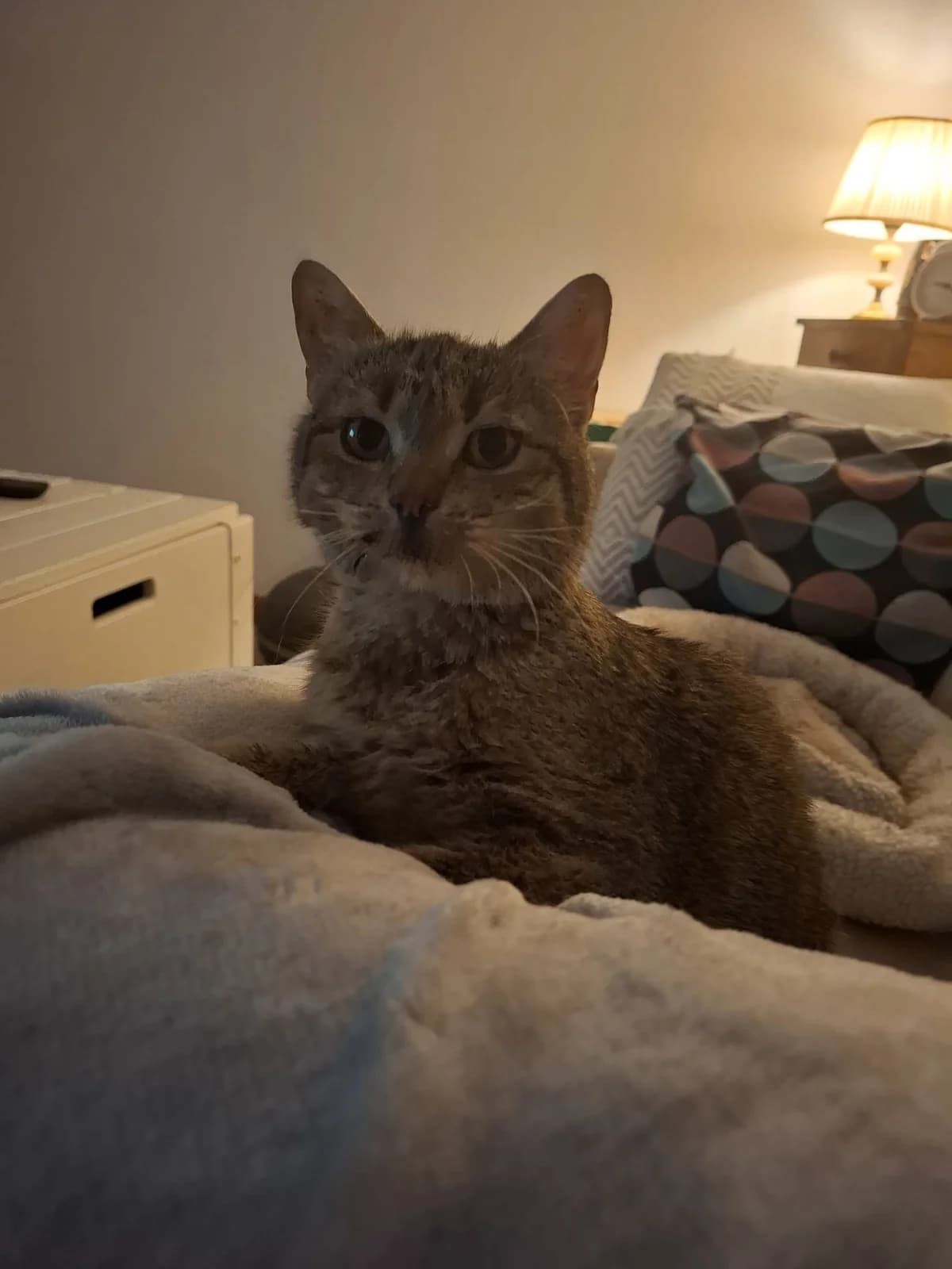 Aisha, female Mixed Breed for adoption at Hilf dem Tier, Hilf Dem Tier photo 3