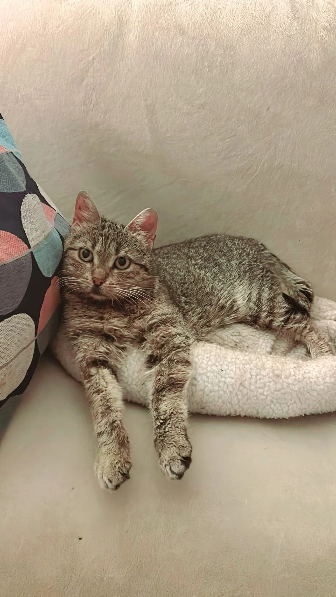 Aisha, female Mixed Breed for adoption at Hilf dem Tier, Hilf Dem Tier photo 4